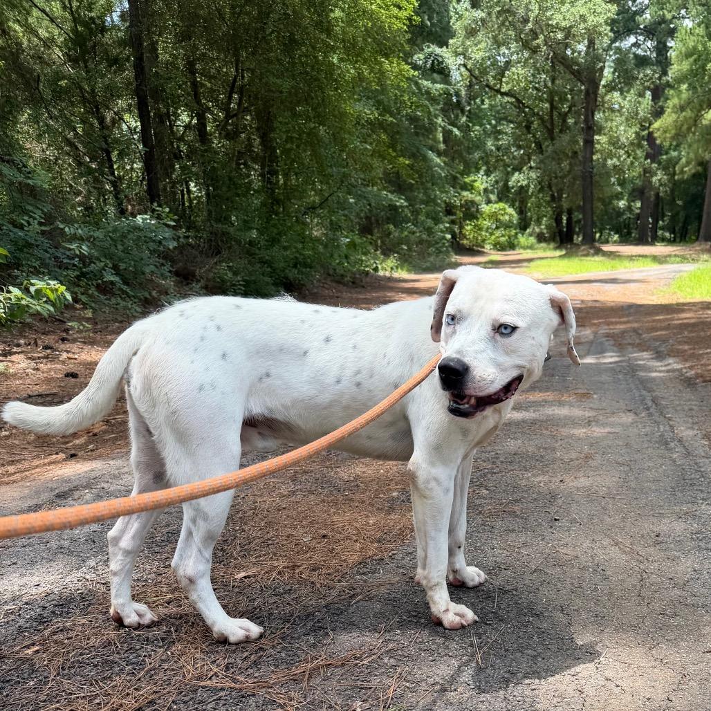 Enlarge Rascal, a Adoptable mixed breed in Palestine, TX image 4/6