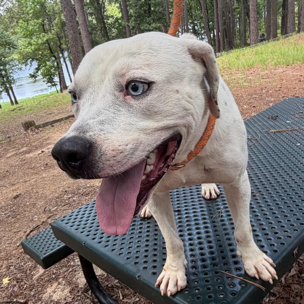 Enlarge Rascal, a Adoptable mixed breed in Palestine, TX image 5/6