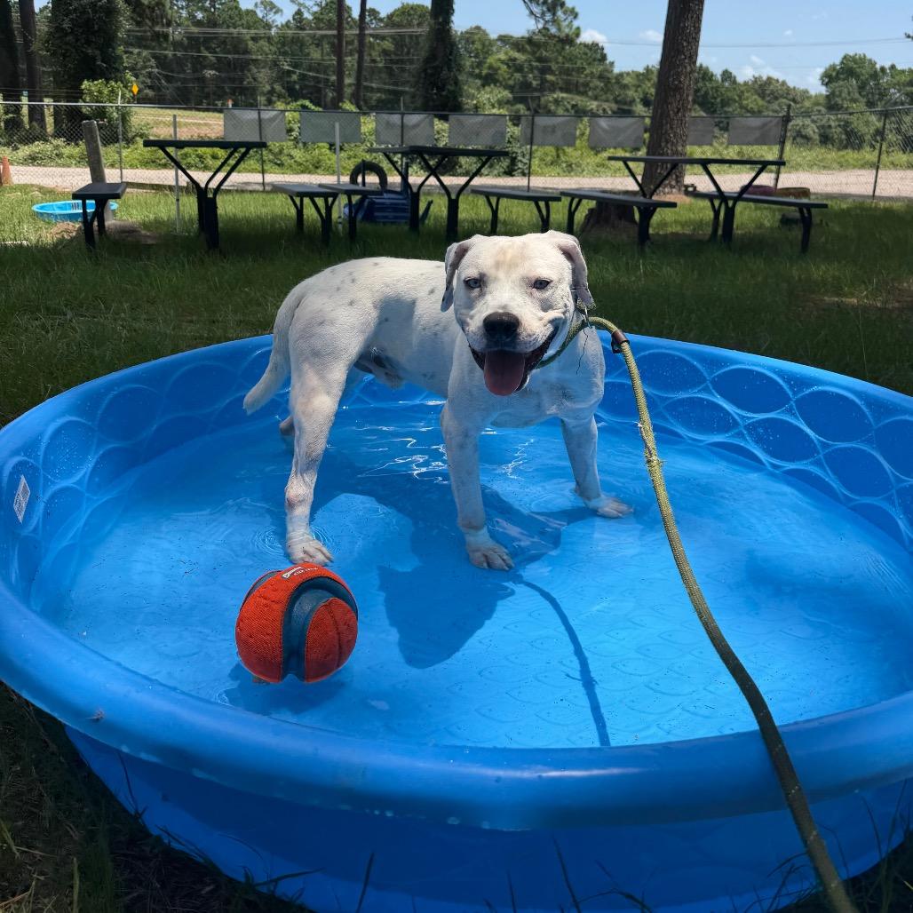 Enlarge Rascal, a Adoptable mixed breed in Palestine, TX image 6/6