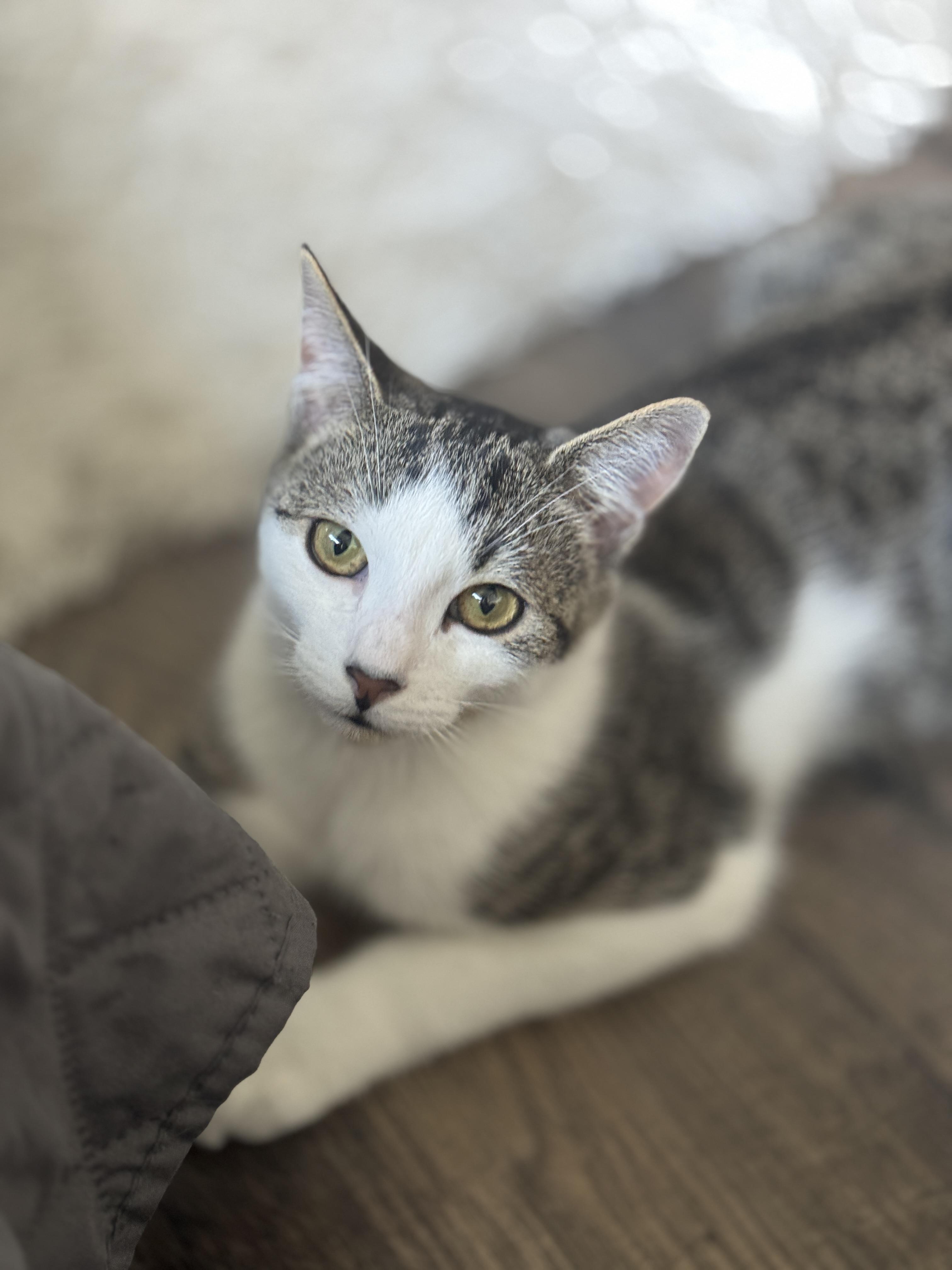 Enlarge Strawberry & Raspberry, a Adoptable American Shorthair in Manchester, CT image 2/6