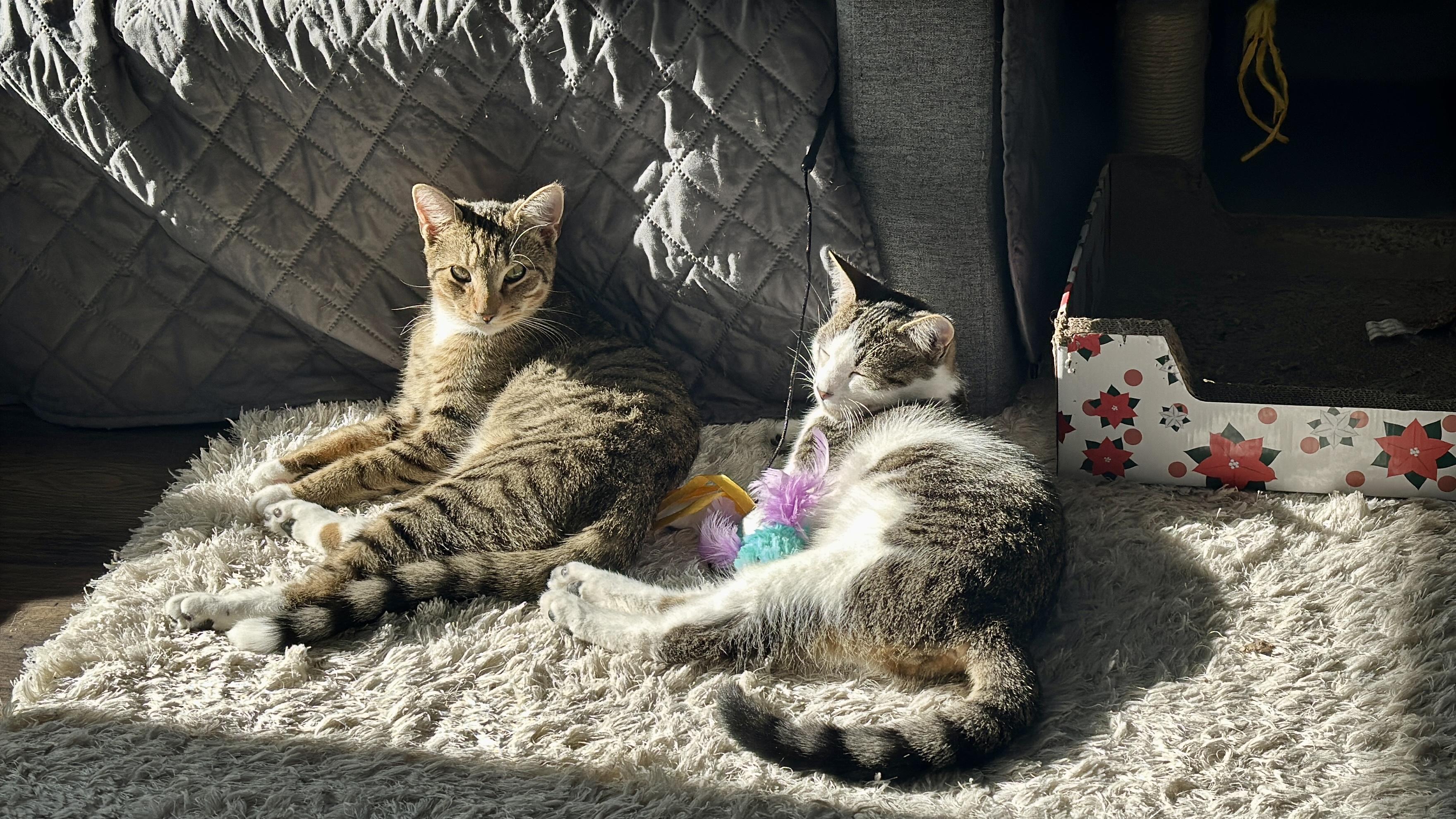 Enlarge Strawberry & Raspberry, a Adoptable American Shorthair in Manchester, CT image 1/6