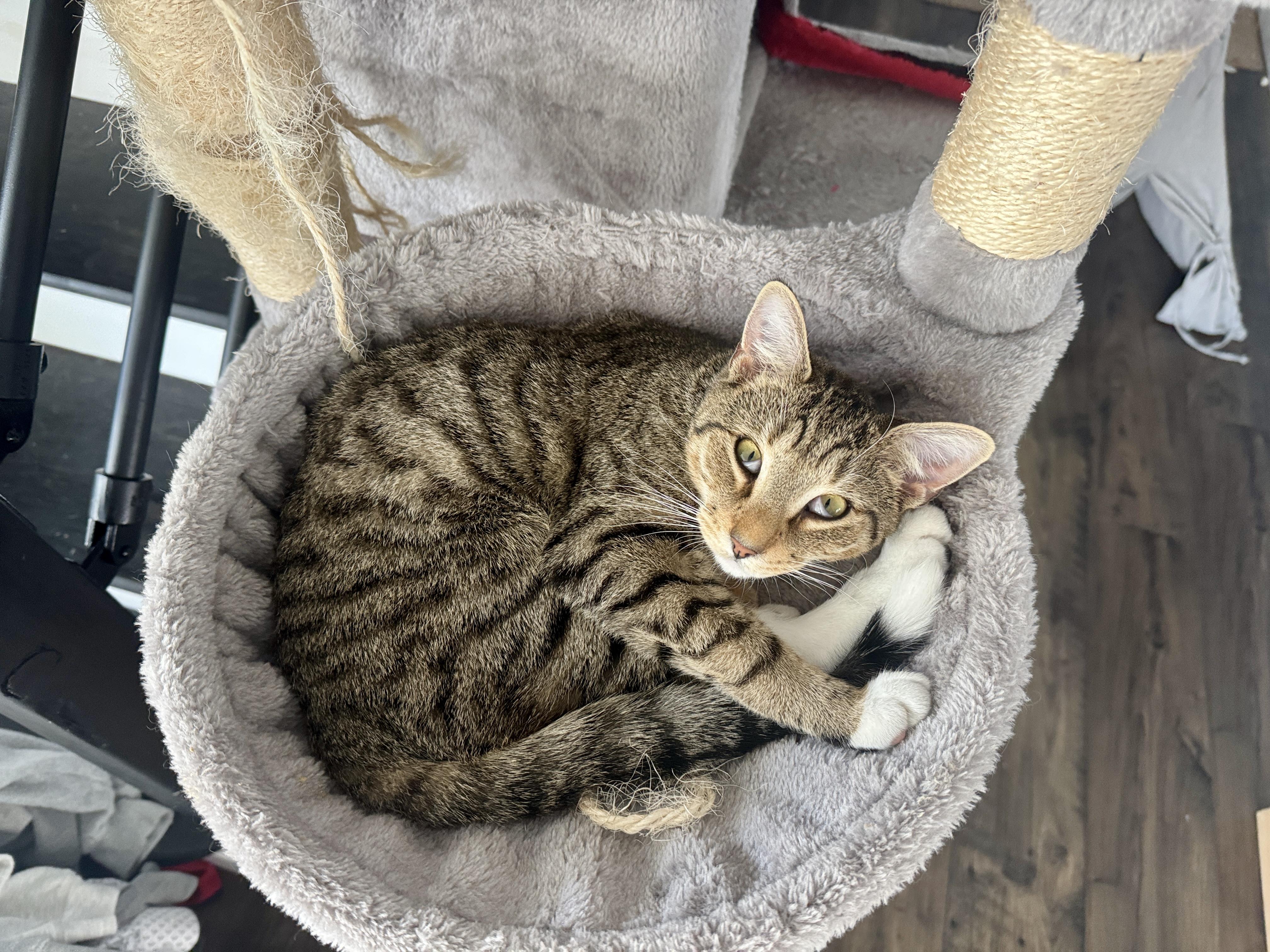 Enlarge Strawberry & Raspberry, a Adoptable American Shorthair in Manchester, CT image 4/6