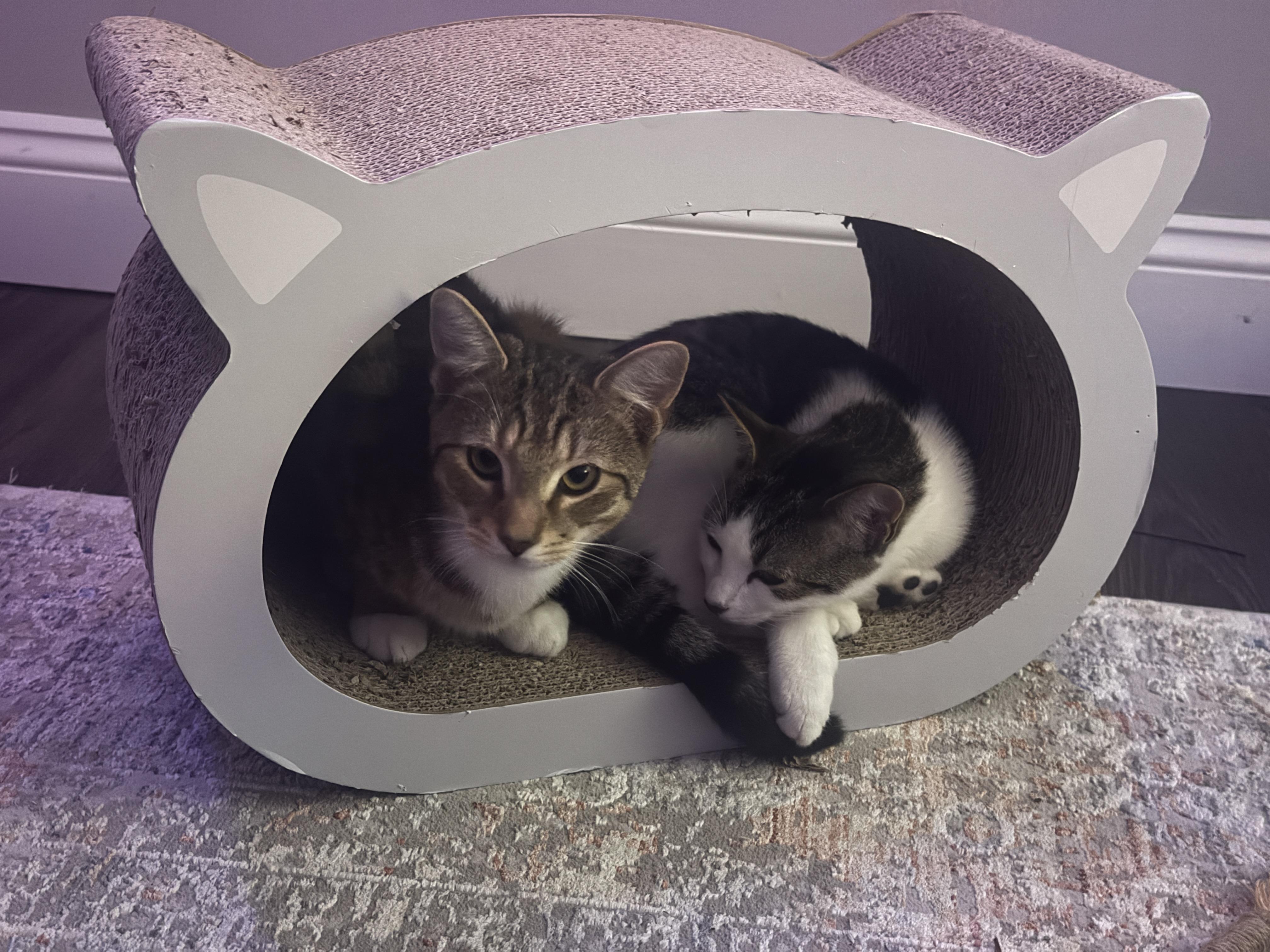 Enlarge Strawberry & Raspberry, a Adoptable American Shorthair in Manchester, CT image 5/6