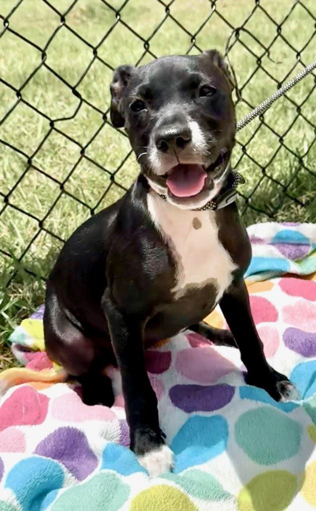 Miscile, Adopted, Young Female Labrador Retriever.