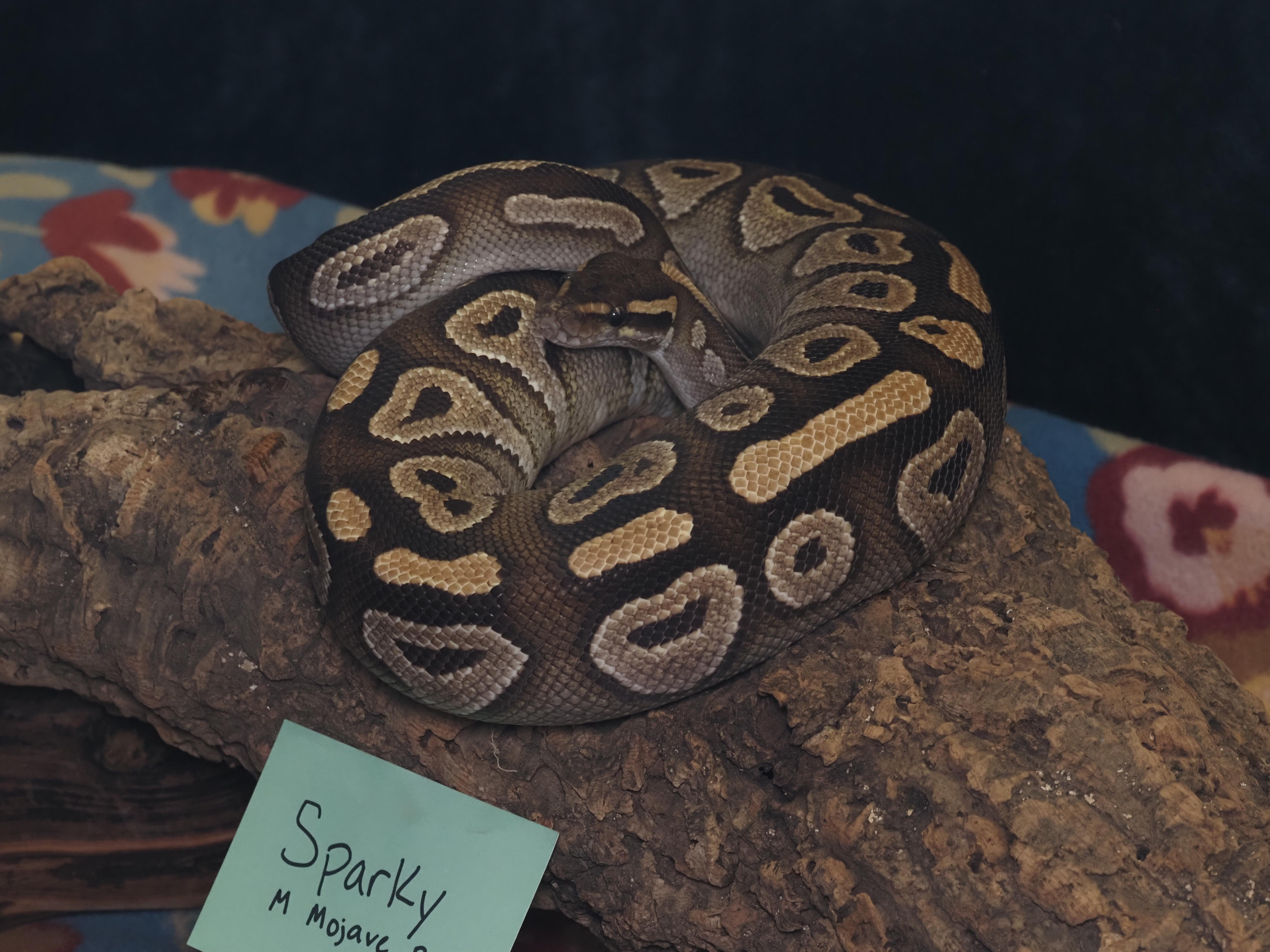 Enlarge Sparky, a ADOPTABLE Ball Python in Tacoma, WA image 1/2