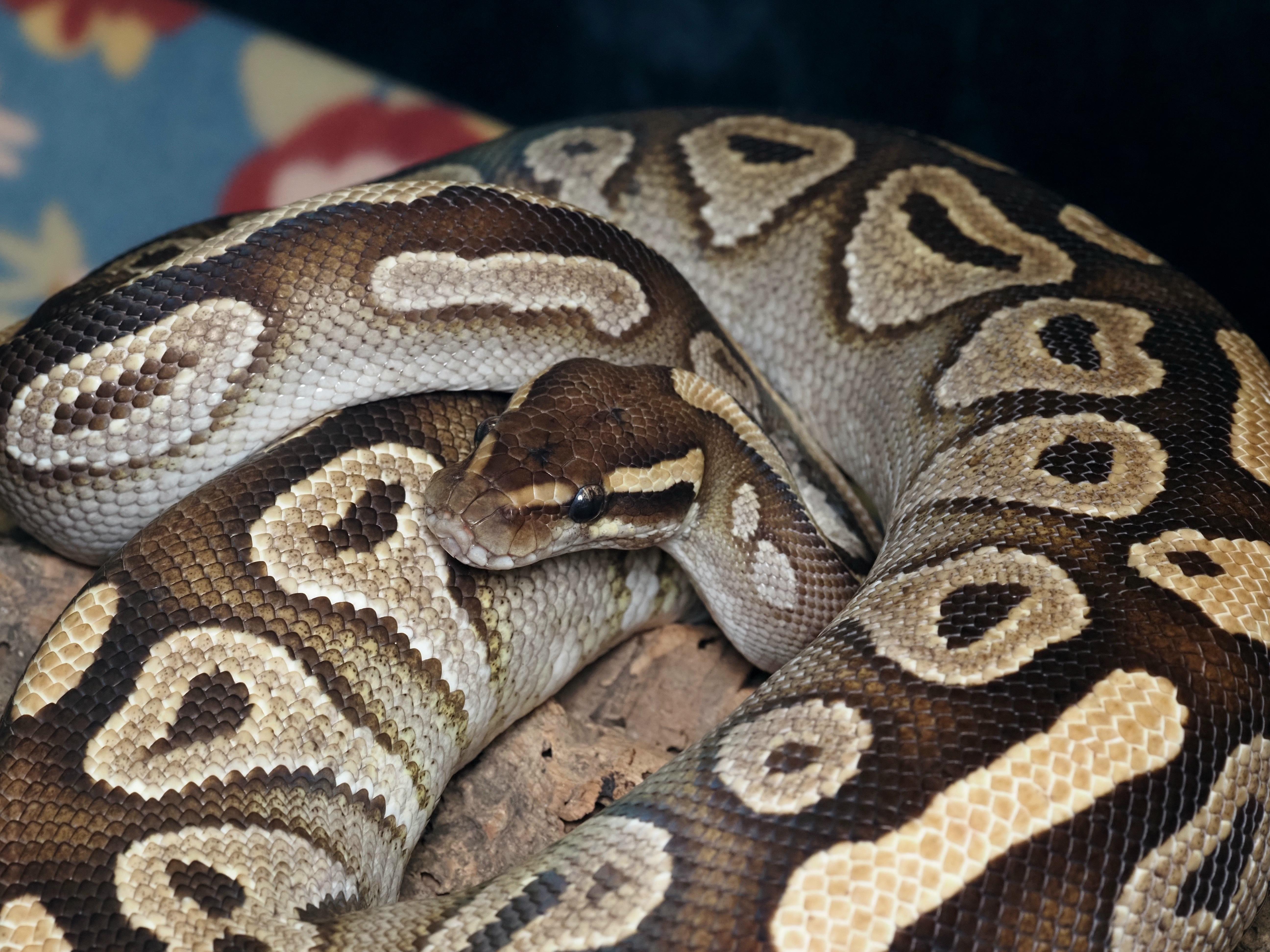 Enlarge Sparky, a ADOPTABLE Ball Python in Tacoma, WA image 2/2