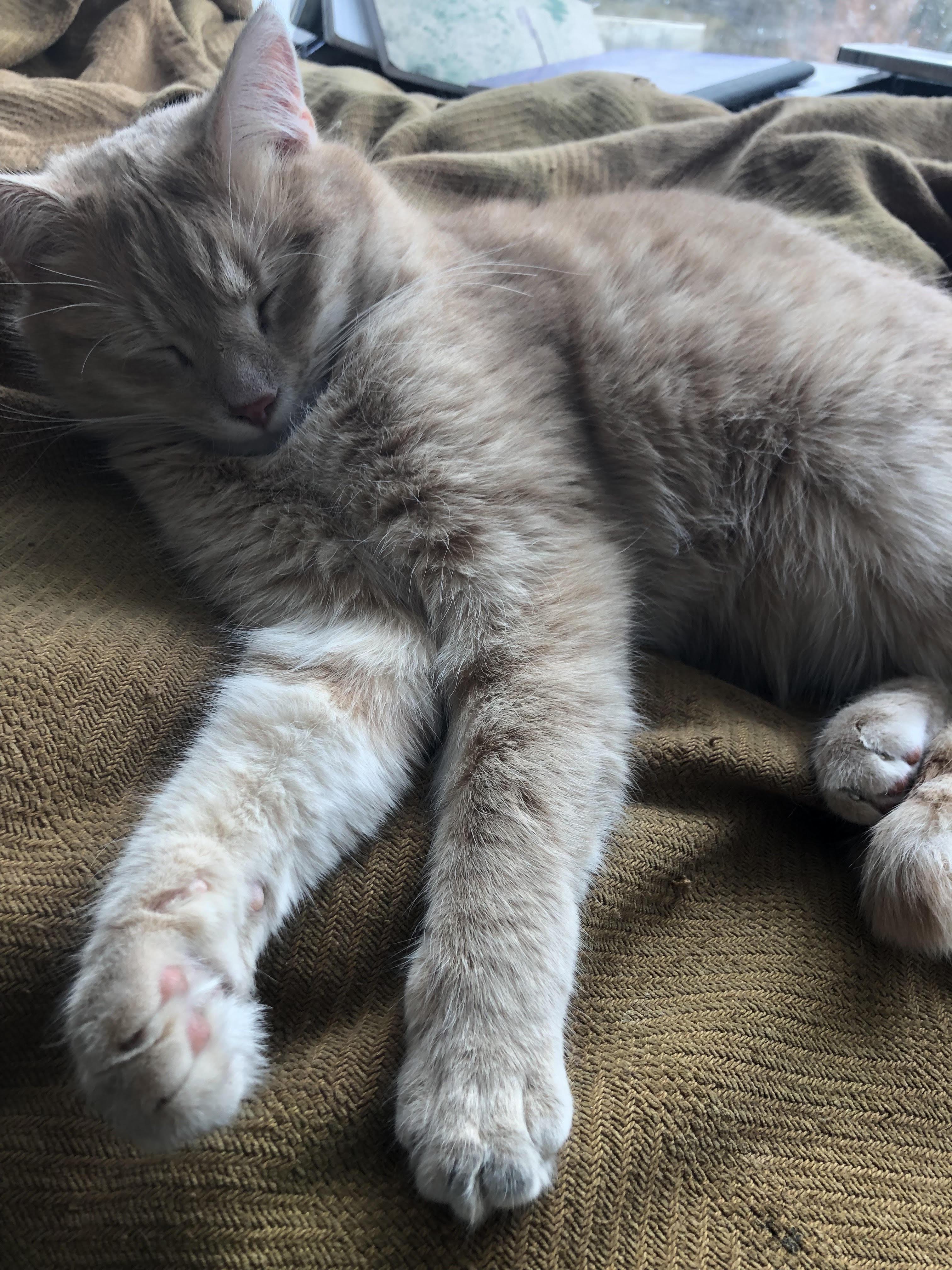 Enlarge Big Blond - his person’s going to have to LOVE love!, a Adoptable Domestic Short Hair in South Burlington, VT image 2/4