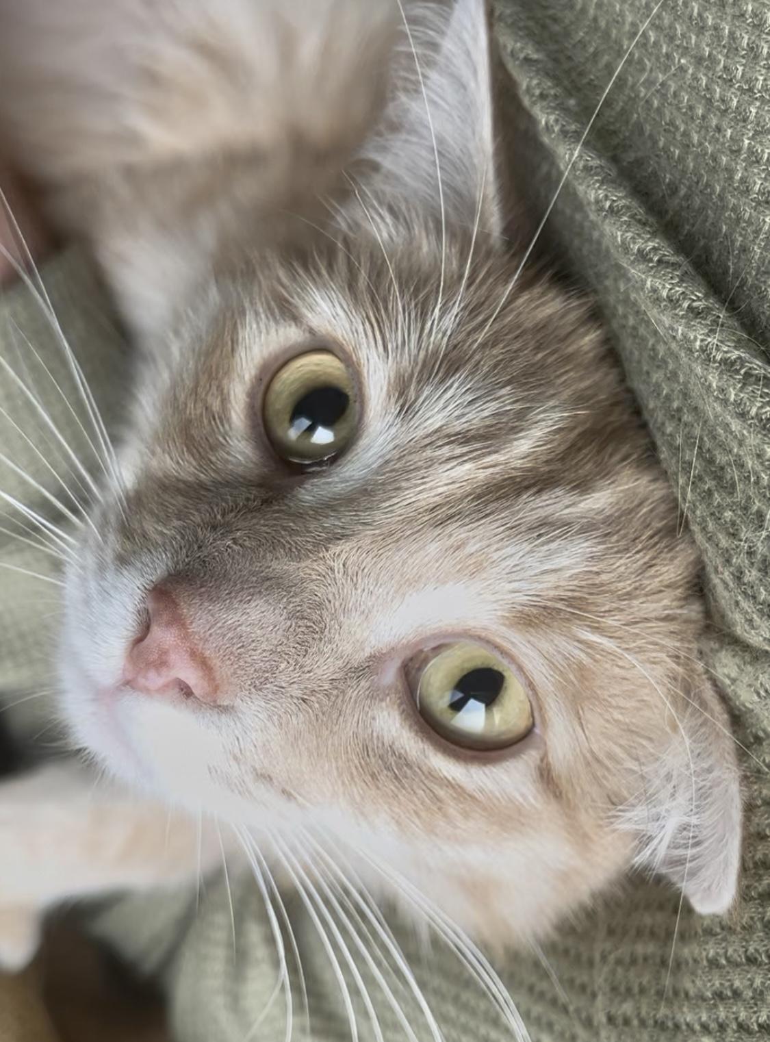 Enlarge Big Blond - his person’s going to have to LOVE love!, a Adoptable Domestic Short Hair in South Burlington, VT image 1/4