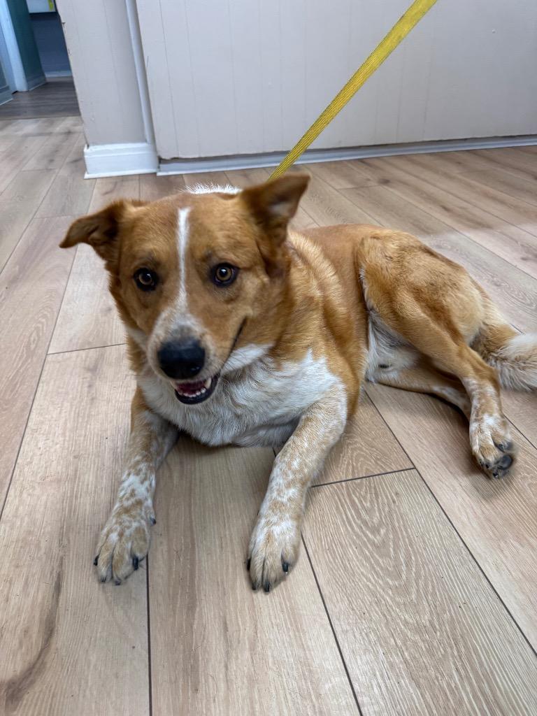 Tipper, Adoptable, Adult Male Golden Retriever & Mixed Breed.