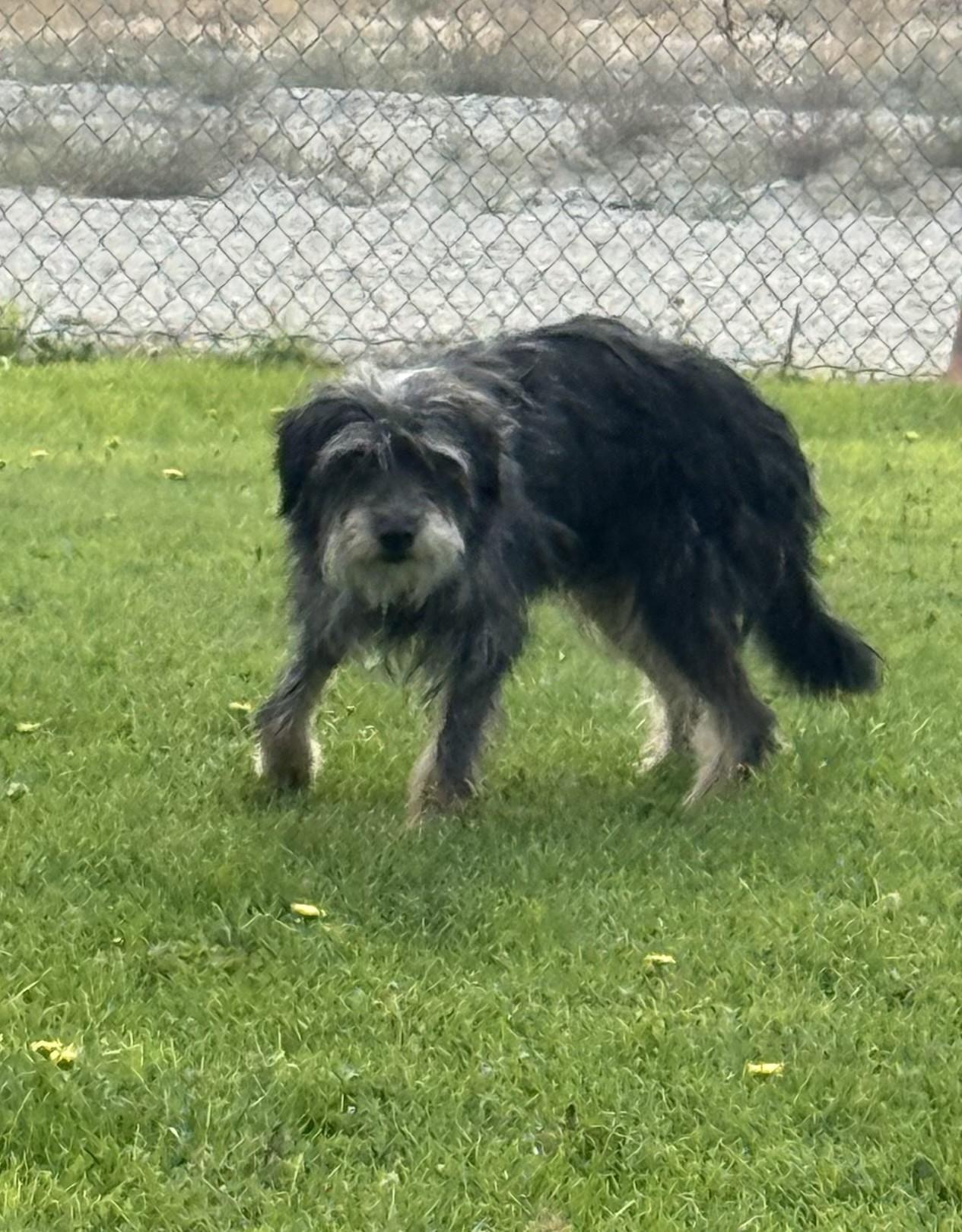 Wally / 61638137, ADOPTABLE, Adult Male Terrier.