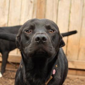 Cubby, Adoptable, Adult Male Mixed Breed.
