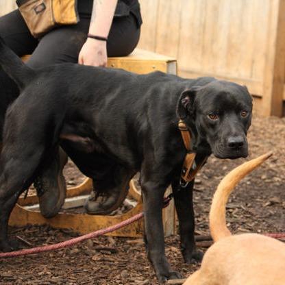 Enlarge Cubby, a Adoptable Mixed Breed in East Smithfield , PA image 2/6