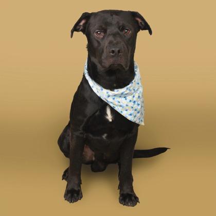 Enlarge Cubby, a Adoptable Mixed Breed in East Smithfield , PA image 3/6