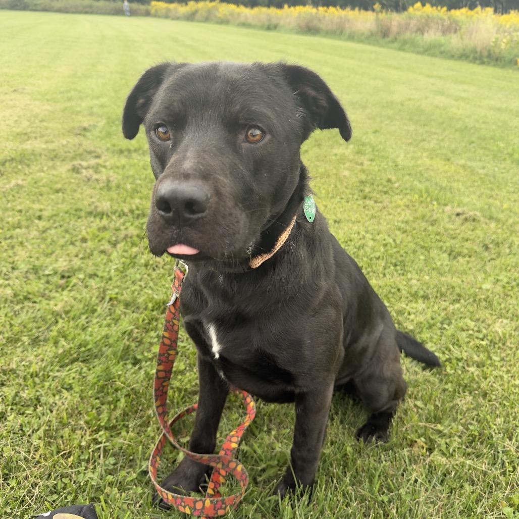 Enlarge Cubby, a Adoptable Mixed Breed in East Smithfield , PA image 4/6