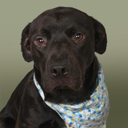 Enlarge Cubby, a Adoptable Mixed Breed in East Smithfield , PA image 5/6
