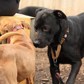Enlarge Cubby, a Adoptable Mixed Breed in East Smithfield , PA image 6/6