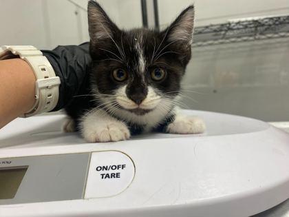 Enlarge Leander, an adoptable mixed breed in Sevierville, TN image 1/1