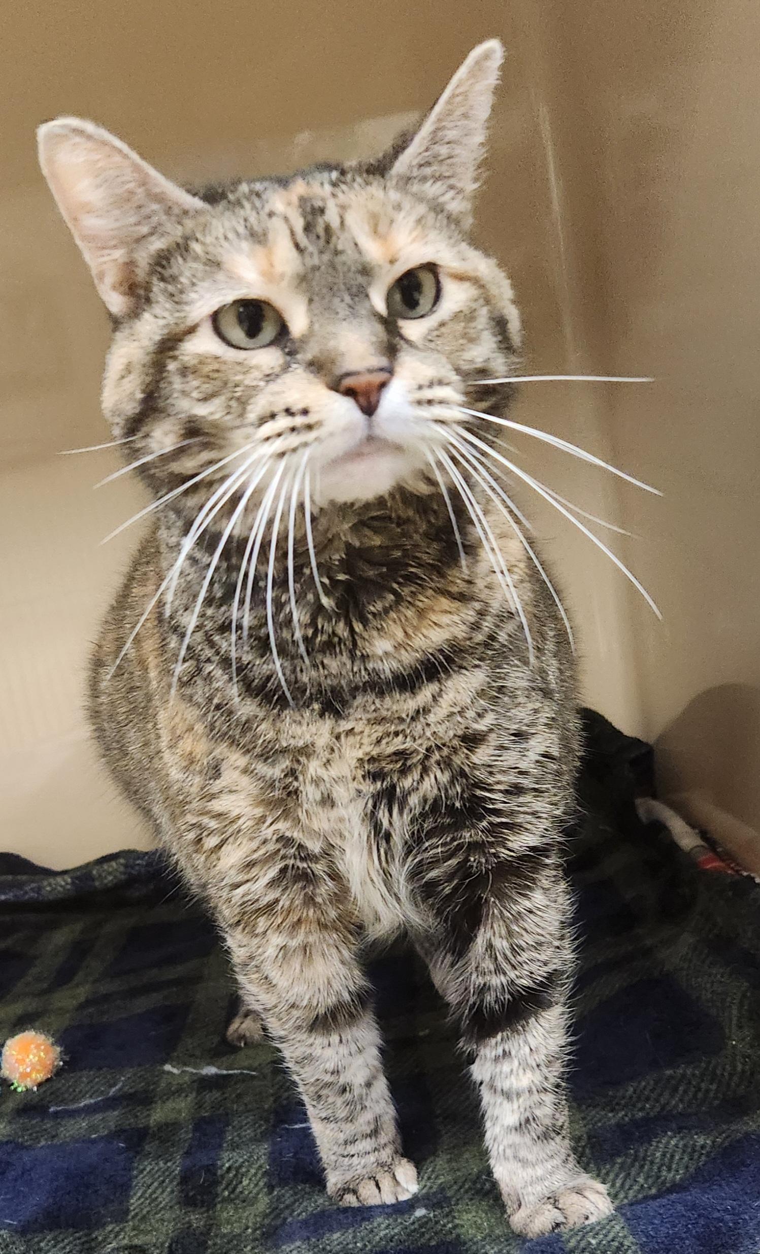 Sammi, ADOPTABLE, Adult Female Domestic Short Hair.