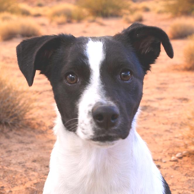 Enlarge Linen, a Adoptable Mixed Breed in Wickenburg, AZ image 2/2