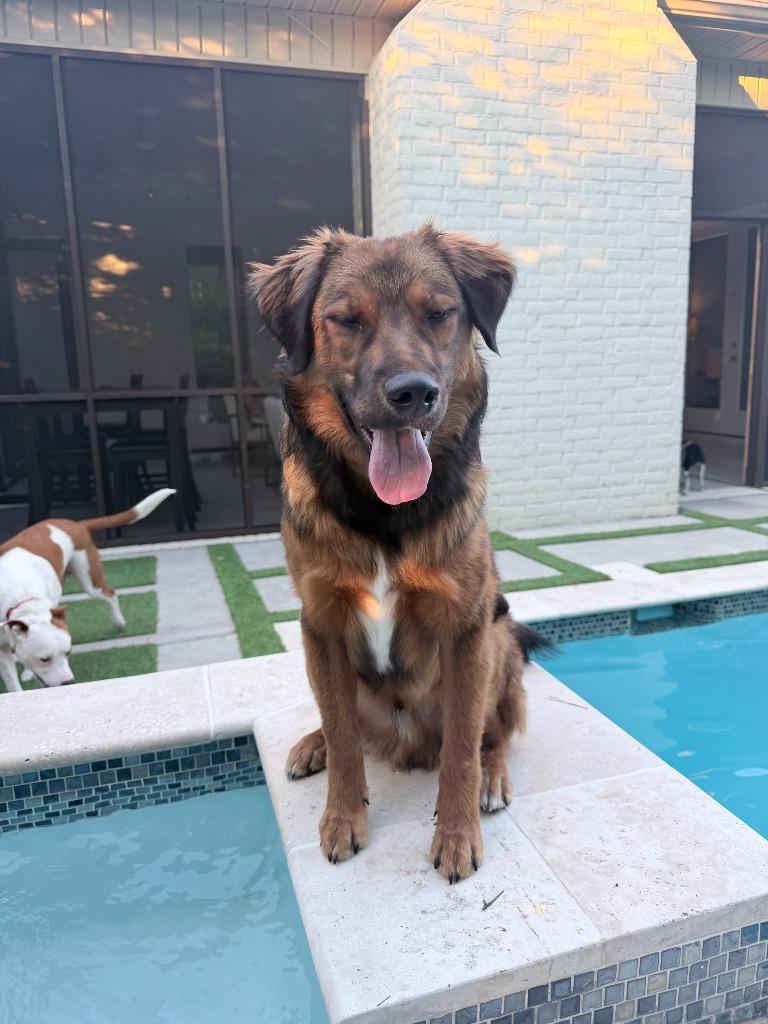 Beau, Adopted, Young Male Golden Retriever & Mixed Breed.