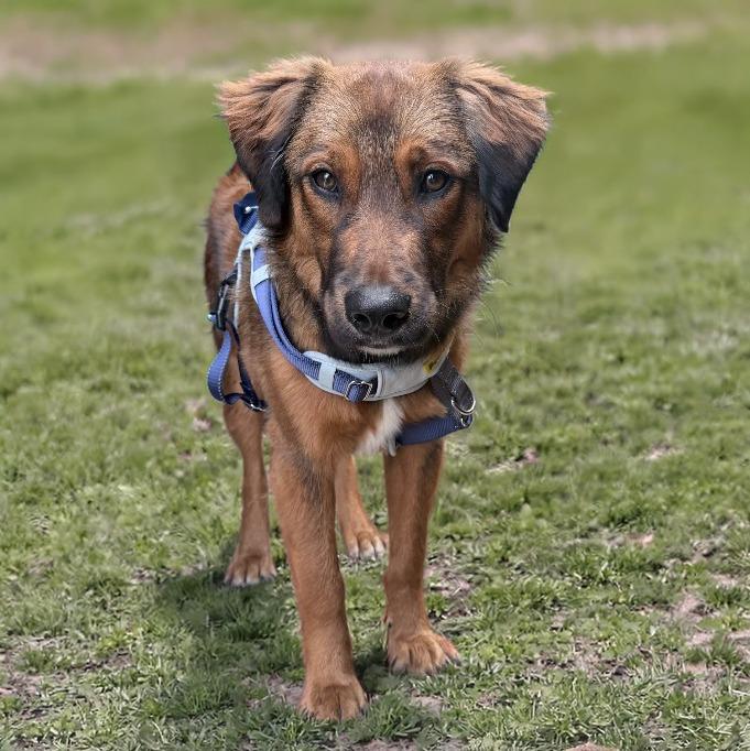 Beau, a Adopted mixed breed in Little Rock, AR image 2/2