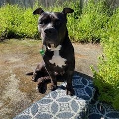 Enlarge Tate, a ADOPTABLE Pit Bull Terrier in Redding, CA image 1/3