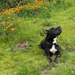 Enlarge Tate, a ADOPTABLE Pit Bull Terrier in Redding, CA image 3/3