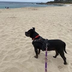 Enlarge Tate, a ADOPTABLE Pit Bull Terrier in Redding, CA image 2/3