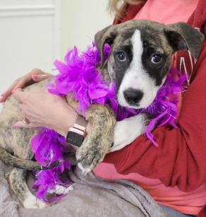 Bonsai, Adoptable, Puppy Female Pit Bull Terrier & Mixed Breed.