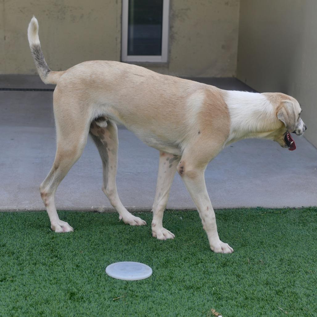 Goose, Adoptable, Young Male Anatolian Shepherd & Mixed Breed.