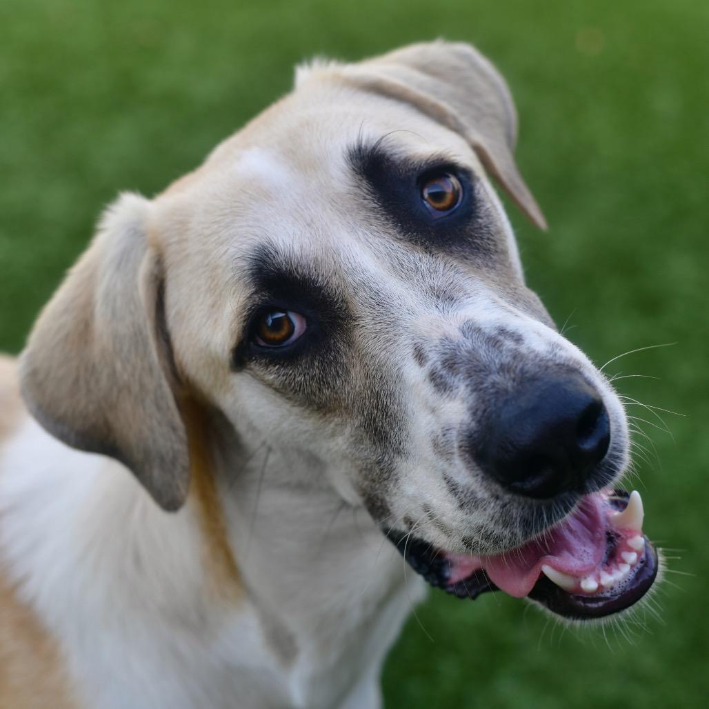 Enlarge Goose, a Adoptable mixed breed in Ottawa, KS image 2/2