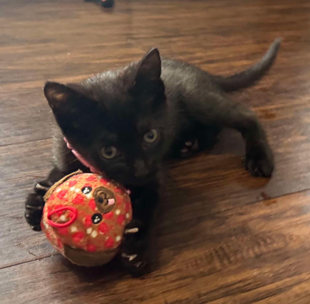 Luna, Baby Female Domestic Short Hair
