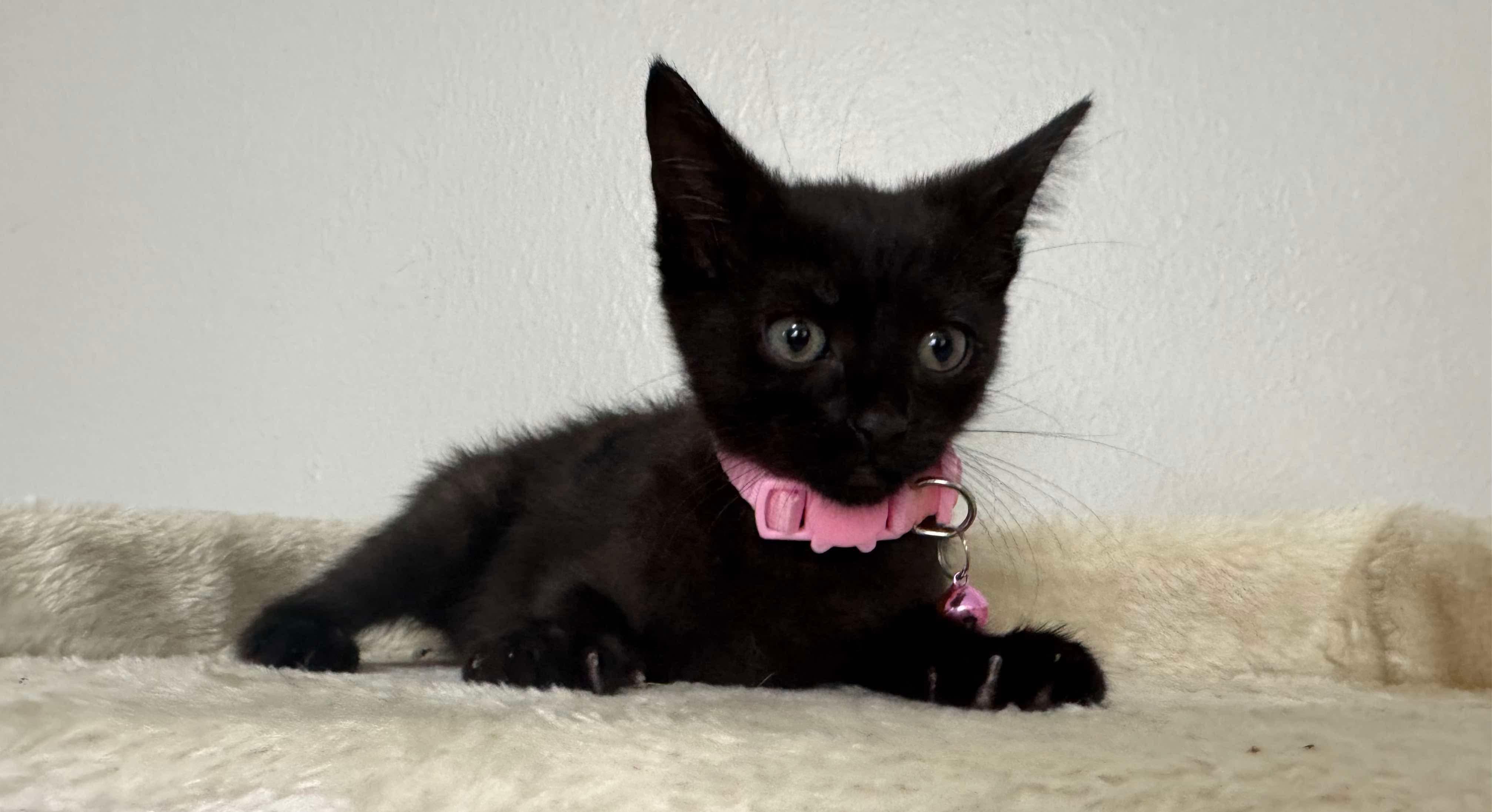 Luna photo 2