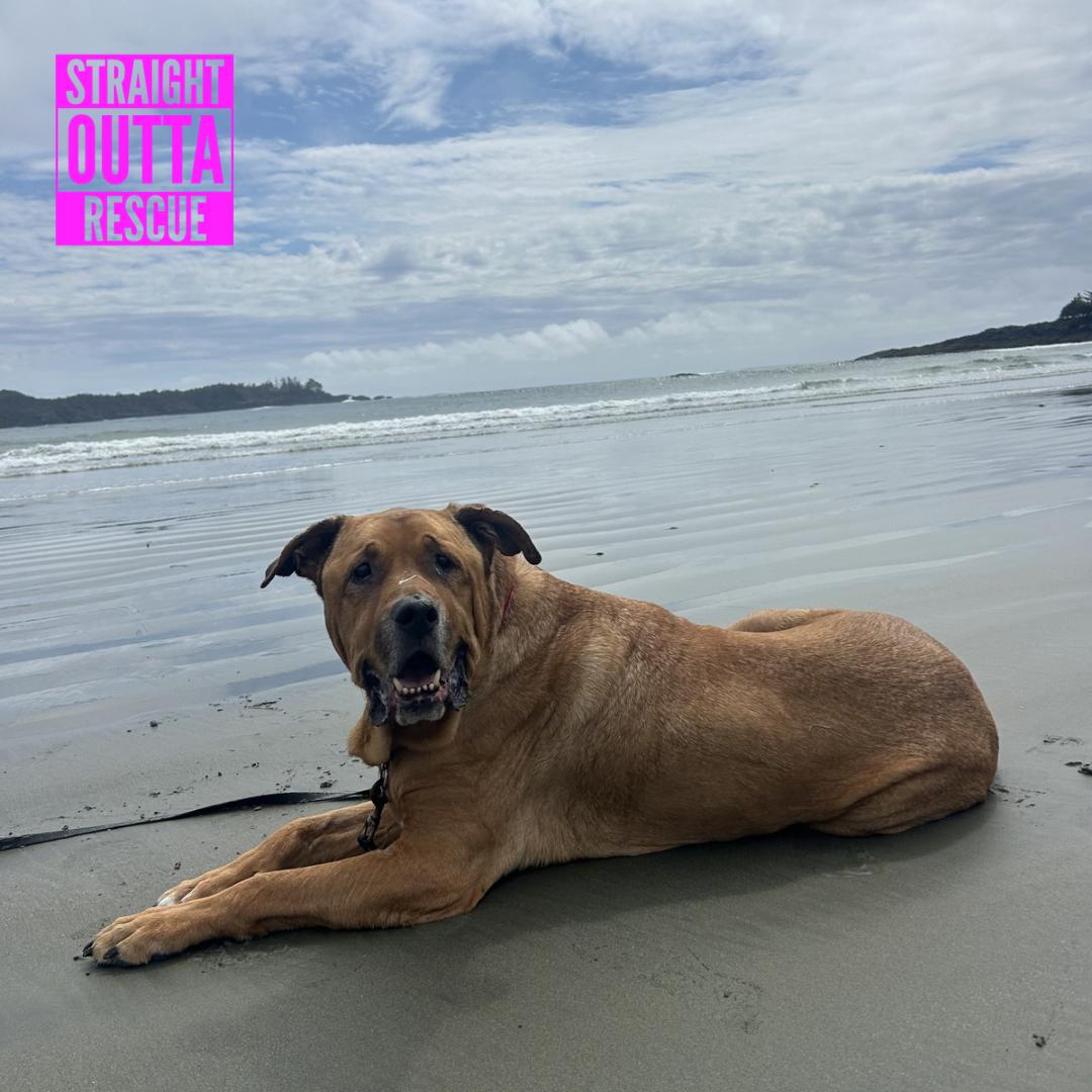 Zeus, a ADOPTABLE mixed breed in Vancouver, BC image 5/6