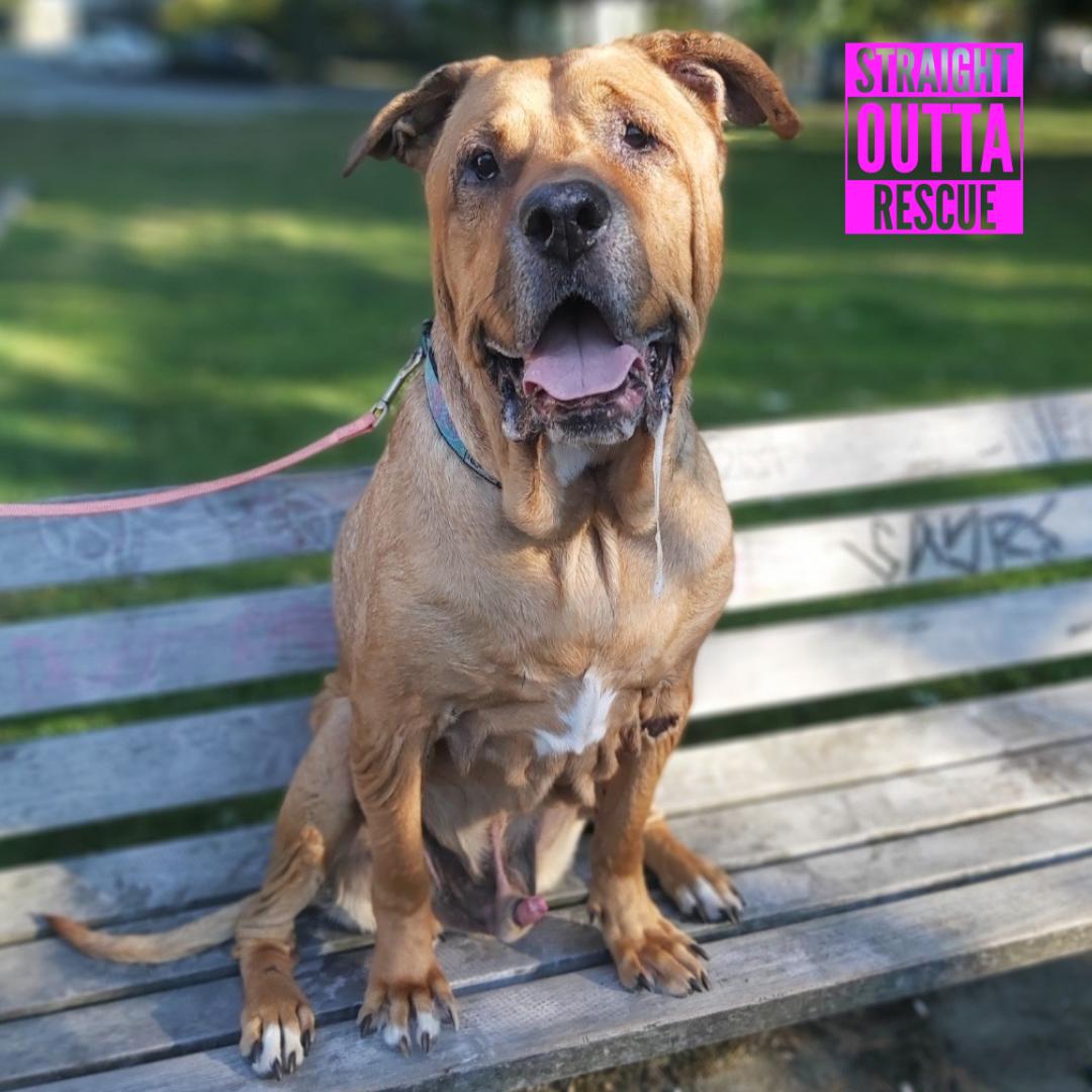 Zeus, a ADOPTABLE mixed breed in Vancouver, BC image 5/6