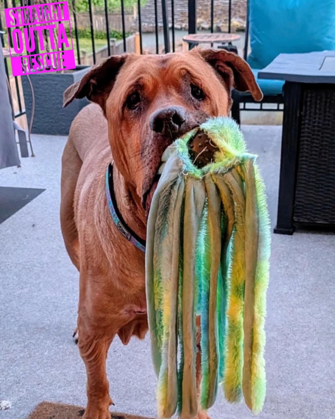 Zeus, a ADOPTABLE mixed breed in Vancouver, BC image 2/6