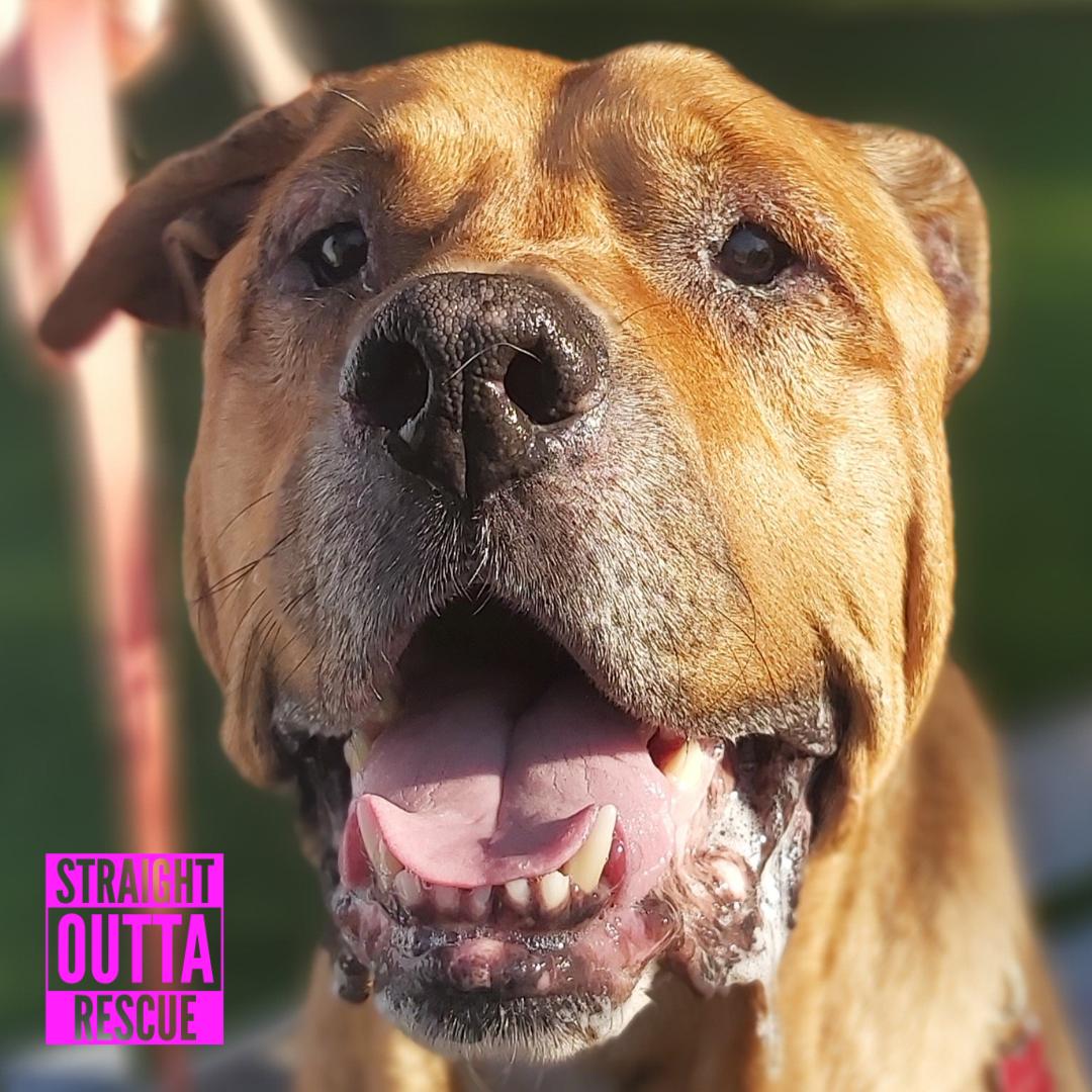 Zeus, a ADOPTABLE mixed breed in Vancouver, BC image 2/6
