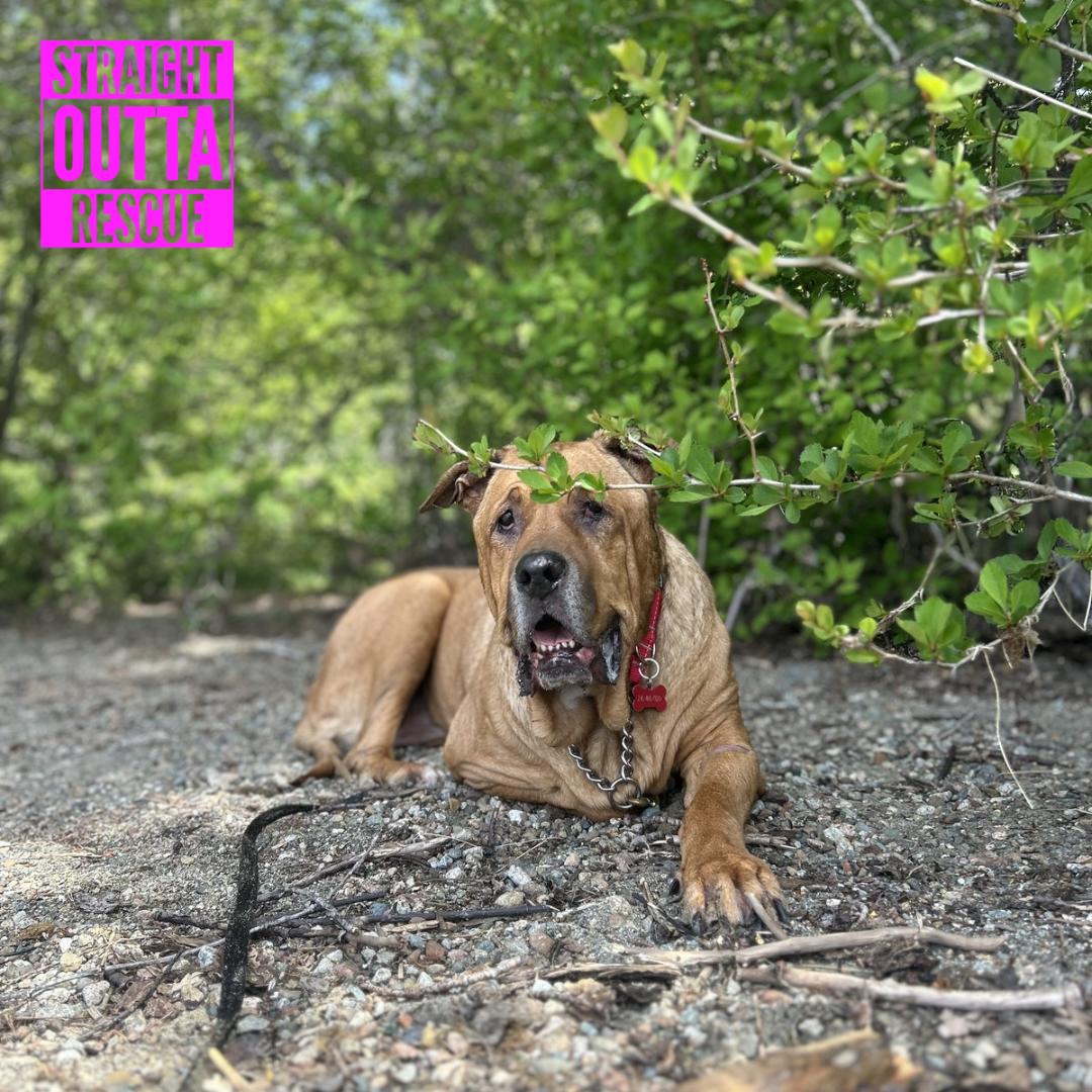 Zeus, a ADOPTABLE mixed breed in Vancouver, BC image 4/6