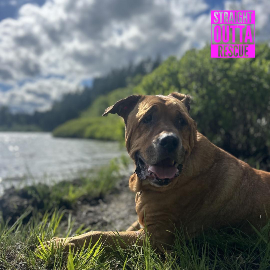 Zeus, a ADOPTABLE mixed breed in Vancouver, BC image 6/6