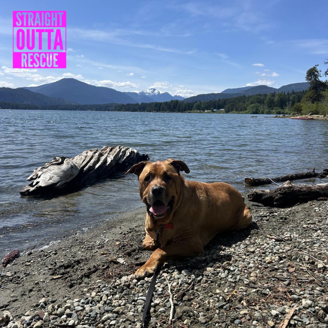Zeus, ADOPTABLE, Adult Male Mastiff.