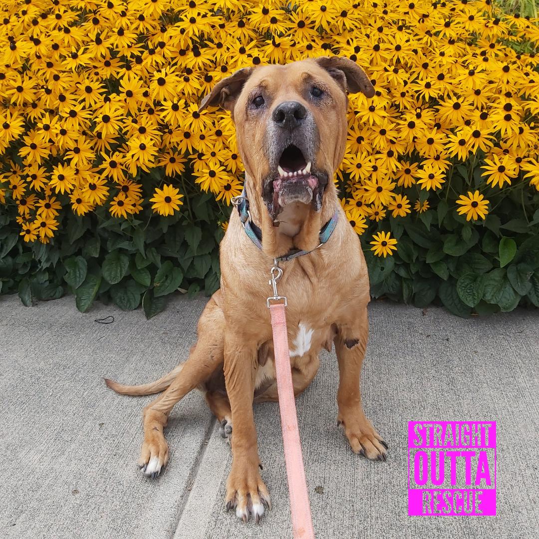 Zeus, a ADOPTABLE mixed breed in Vancouver, BC image 1/6