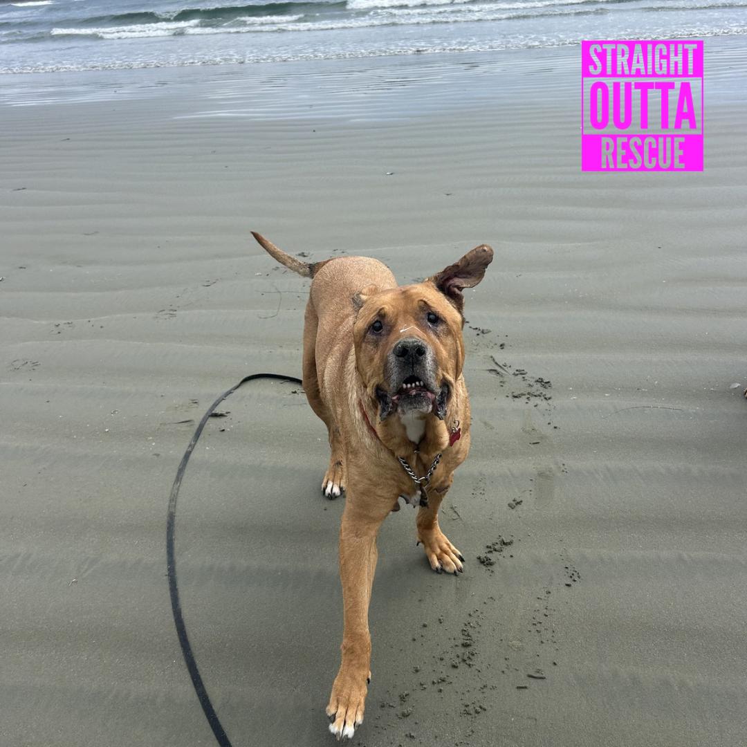 Zeus, a ADOPTABLE mixed breed in Vancouver, BC image 3/6