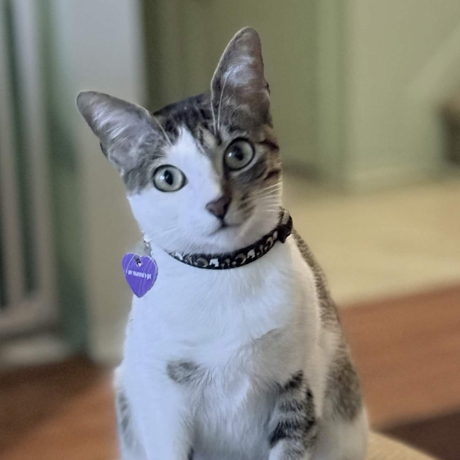 Bella, Adoptable, Young Female Domestic Short Hair.