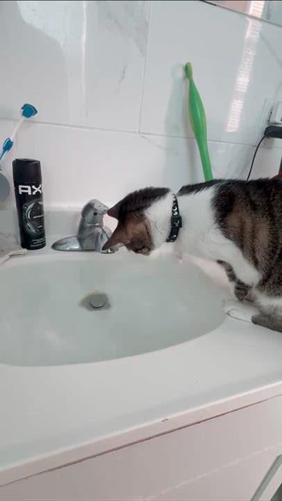 Enlarge Bella, a Adoptable Domestic Short Hair in Weehawken, NJ video 5/6