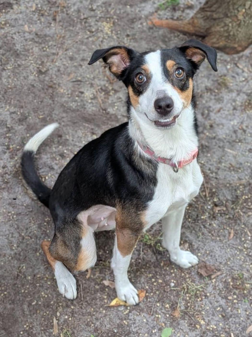 Lily, a Adoptable mixed breed in Savannah, GA image 3/6