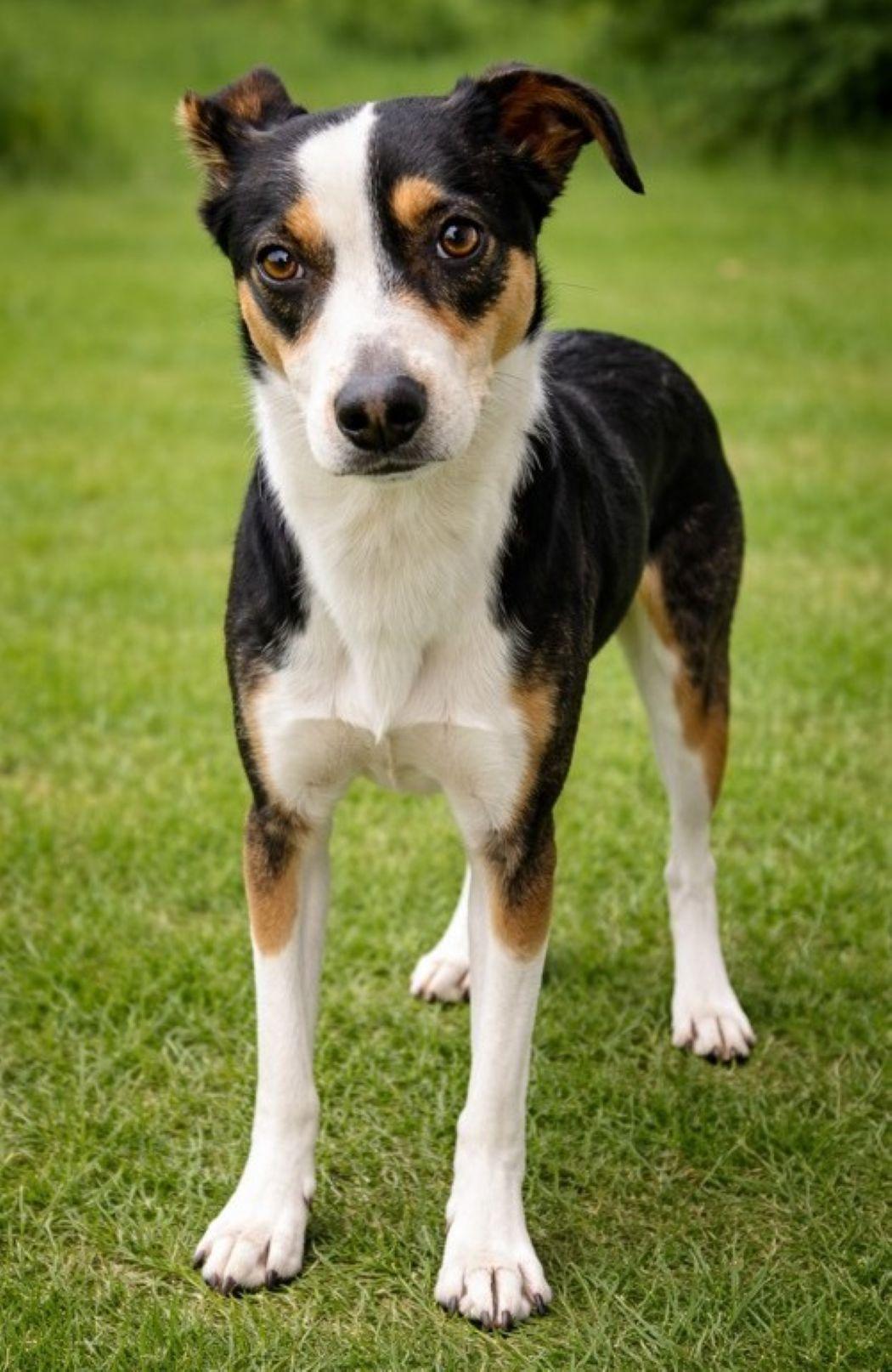 Lily, a Adoptable mixed breed in Savannah, GA image 4/6
