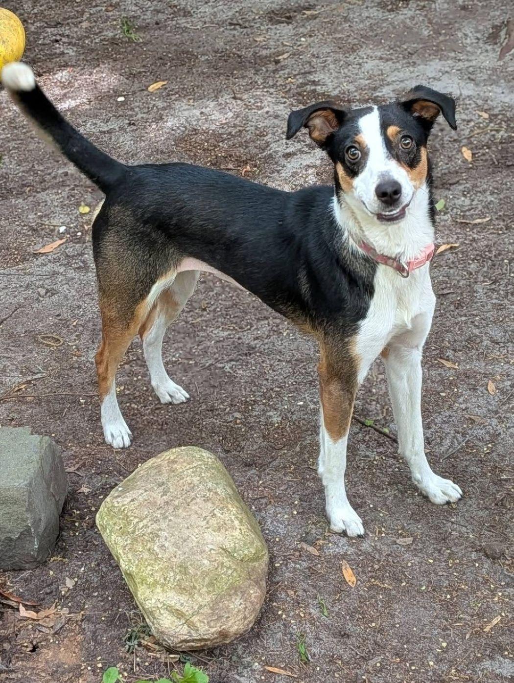 Lily, a Adoptable mixed breed in Savannah, GA image 5/6