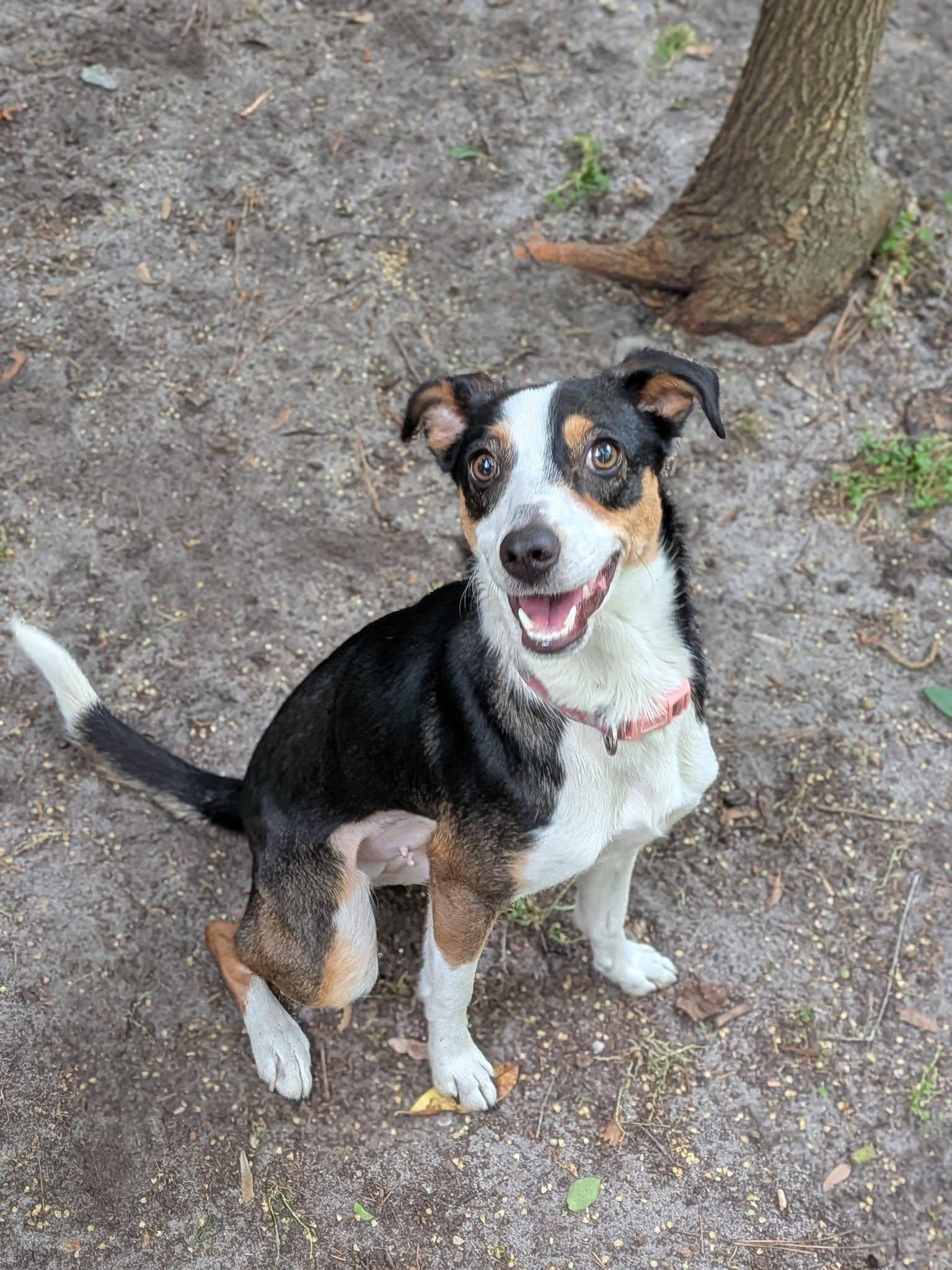 Lily, a Adoptable mixed breed in Savannah, GA image 6/6