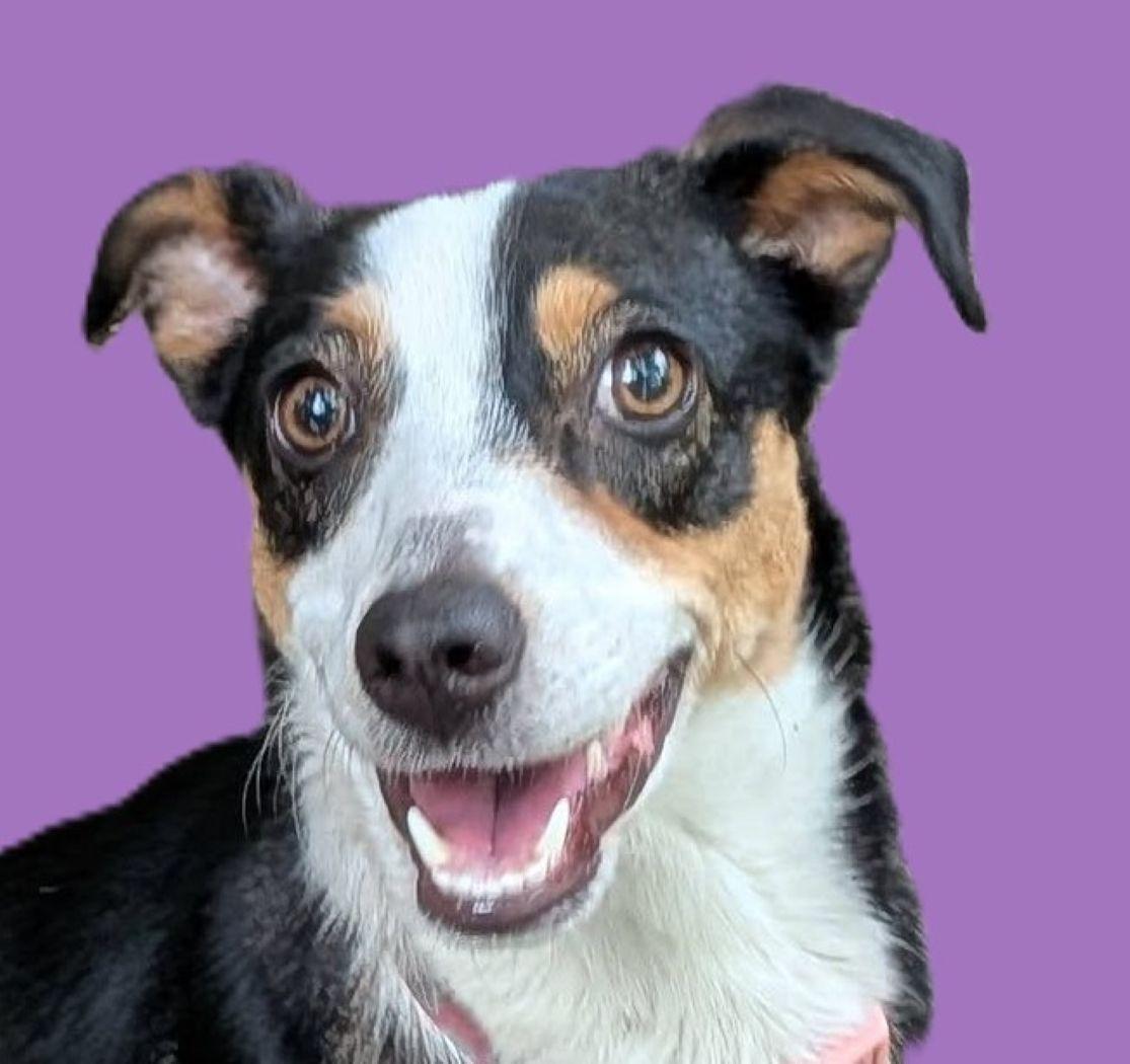 Lily, Adoptable, Young Female English Foxhound & Hound.