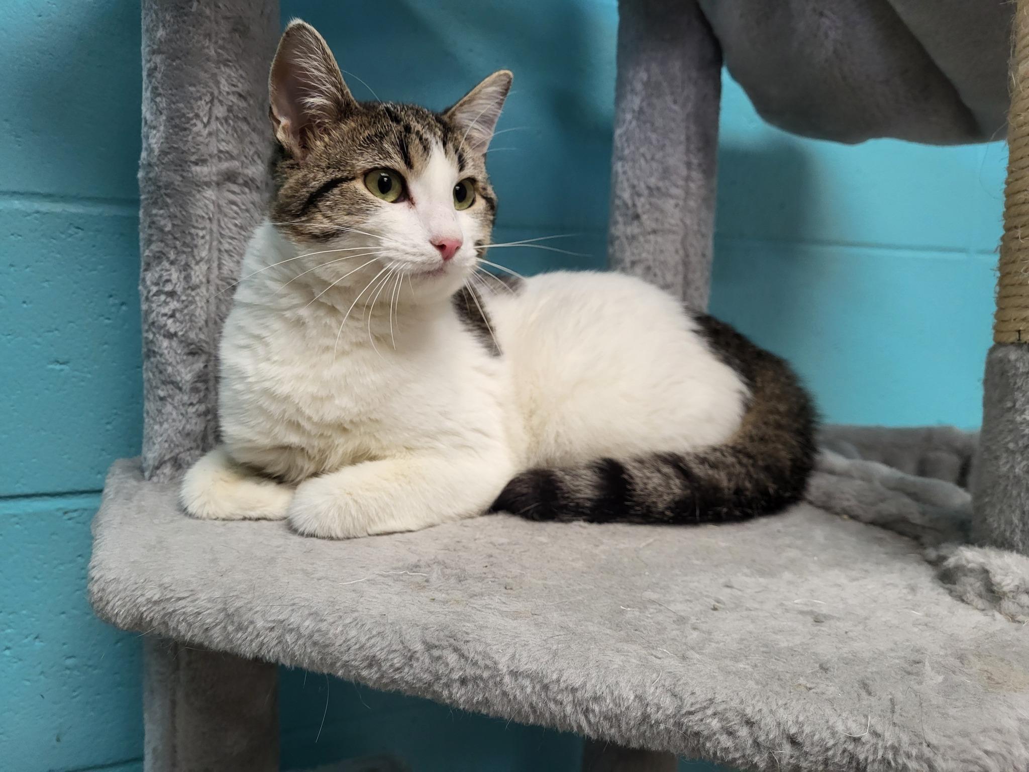 Enlarge Ice, a Adoptable Domestic Short Hair in Chilton, WI image 2/5